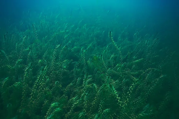 Algas verdes en el fondo del mar — Foto de Stock