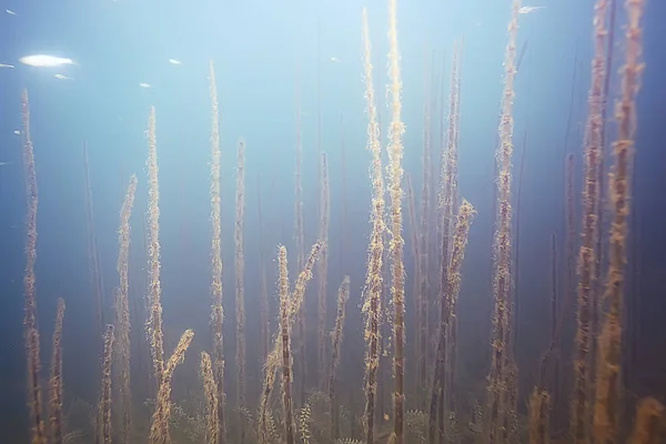 海の底の美しい藻 — ストック写真