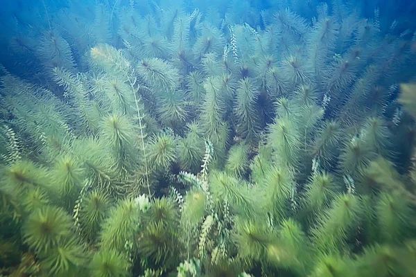 Зеленые водоросли на дне моря — стоковое фото