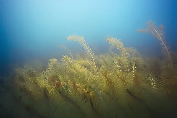 Algas verdes no fundo do mar — Fotografia de Stock