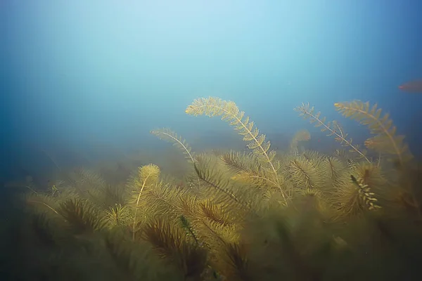 Algas verdes no fundo do mar — Fotografia de Stock