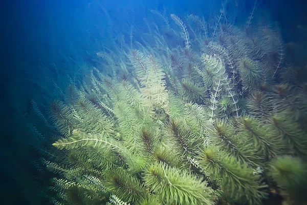 Algas verdes en el fondo del mar — Foto de Stock