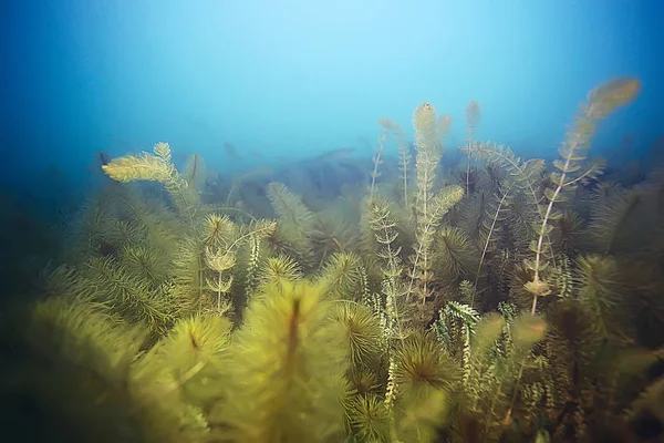 Alghe verdi sul fondo del mare — Foto Stock