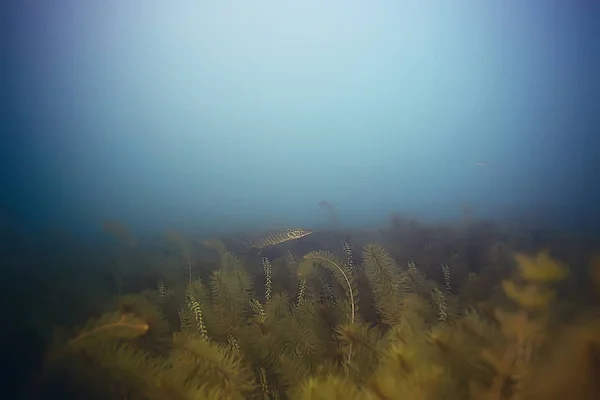 海の底に緑の海草 — ストック写真