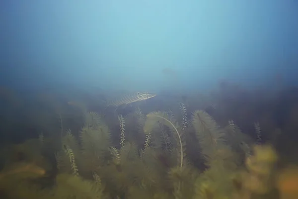 海の底に緑の海草 — ストック写真