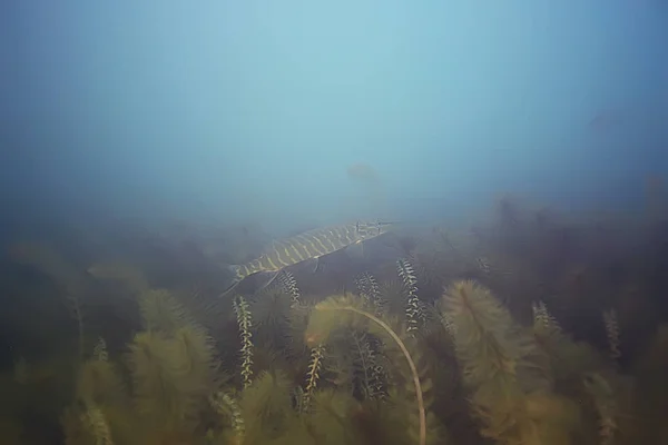 Belas algas no fundo do mar — Fotografia de Stock
