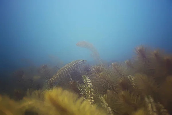 Pike Açık Deniz Suyu Sualtı Fotoğraf Içinde Yüzme Balık — Stok fotoğraf