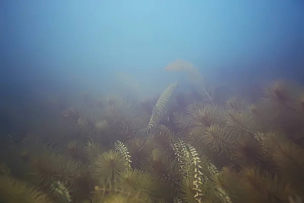 Zelené řasy na dně moře — Stock fotografie