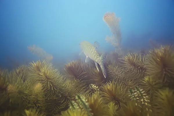 Pike açık deniz suyu, sualtı fotoğraf içinde yüzme balık