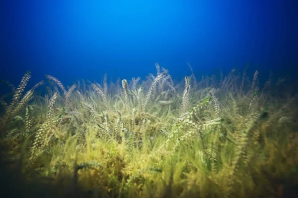 deniz altındaki yeşil yosun