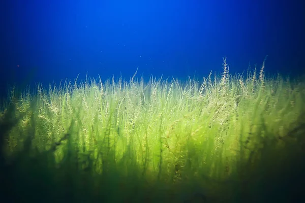 deniz altındaki yeşil yosun