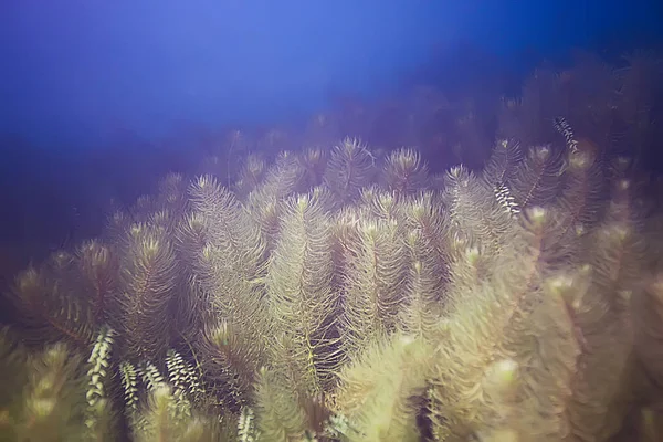 Algas verdes en el fondo del mar — Foto de Stock