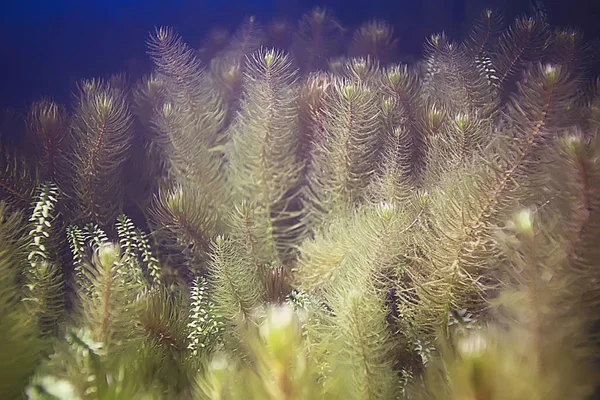 deniz altındaki güzel yosun 