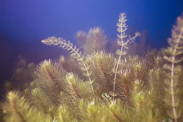 Красивые водоросли на дне моря — стоковое фото