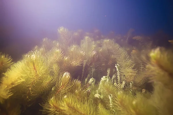 Красивые водоросли на дне моря — стоковое фото