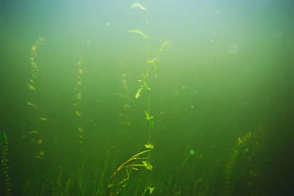 Algas verdes no fundo do mar — Fotografia de Stock