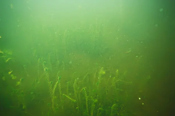 海の底に緑の海草 — ストック写真