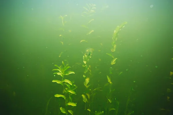 Grüne Algen auf dem Meeresboden — Stockfoto