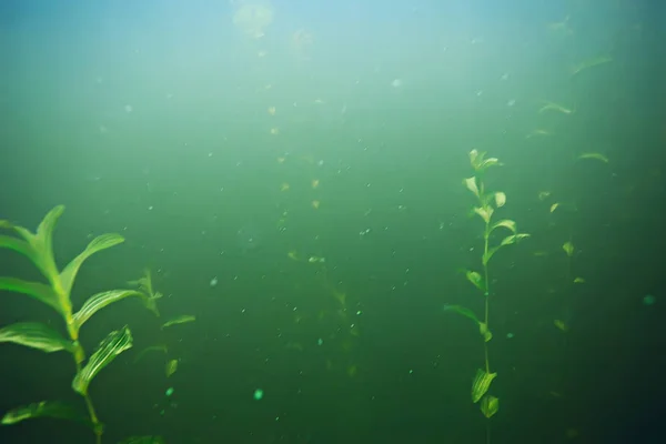 Green seaweed on sea bottom — Stock Photo, Image