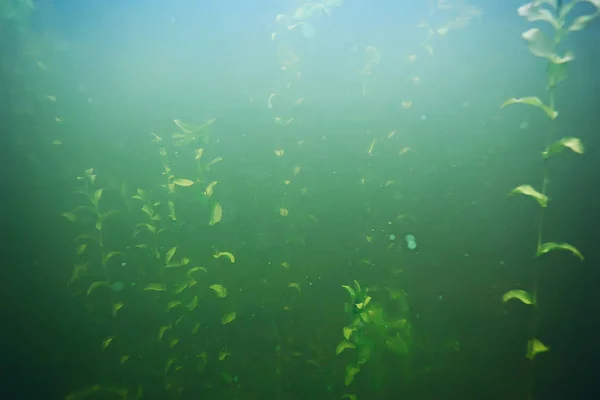 Algas verdes en el fondo del mar — Foto de Stock
