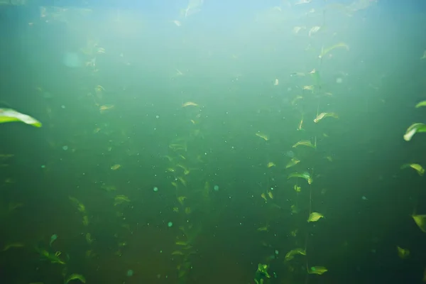 Algas verdes en el fondo del mar — Foto de Stock