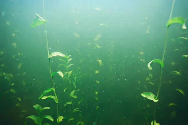 Gröna alger på havsbottnen — Stockfoto