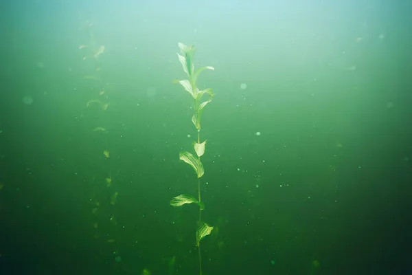 Zielone wodorosty na dno morza — Zdjęcie stockowe