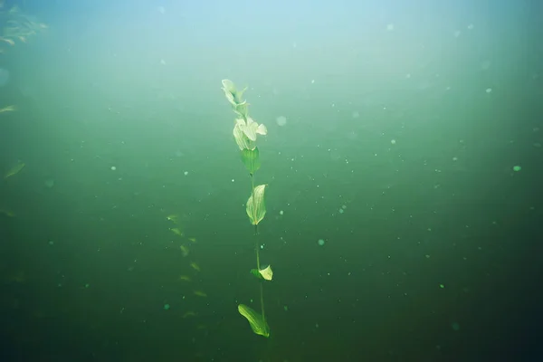 Algas verdes en el fondo del mar — Foto de Stock