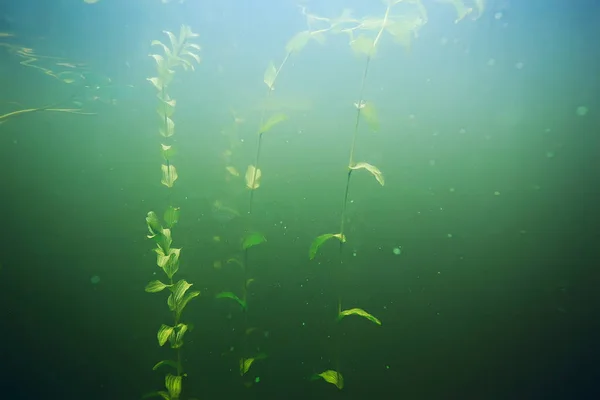 Algas verdes en el fondo del mar — Foto de Stock