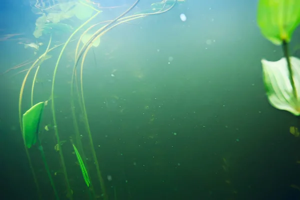 Green seaweed on sea bottom — Stock Photo, Image