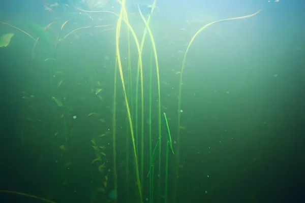 Zelené řasy na dně moře — Stock fotografie