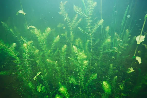 deniz altındaki yeşil yosun