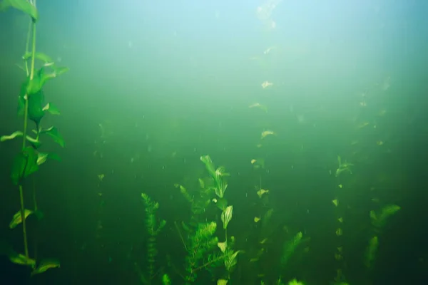 Algas verdes en el fondo del mar — Foto de Stock