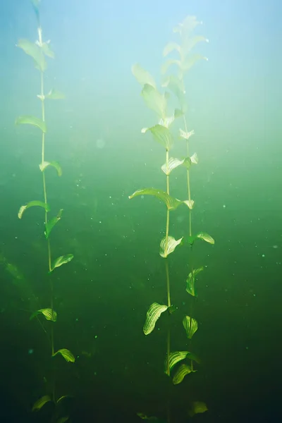 Зелені водорості на дні моря — стокове фото