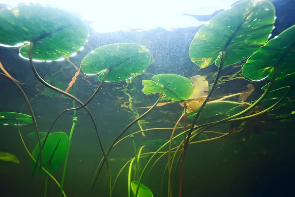 deniz altındaki yeşil yosun