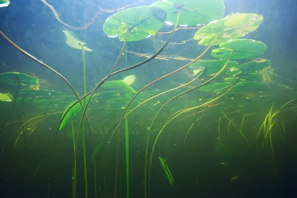 Zöld alga a tengerfenéken — Stock Fotó