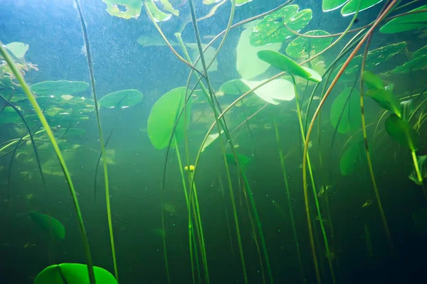 deniz altındaki yeşil yosun