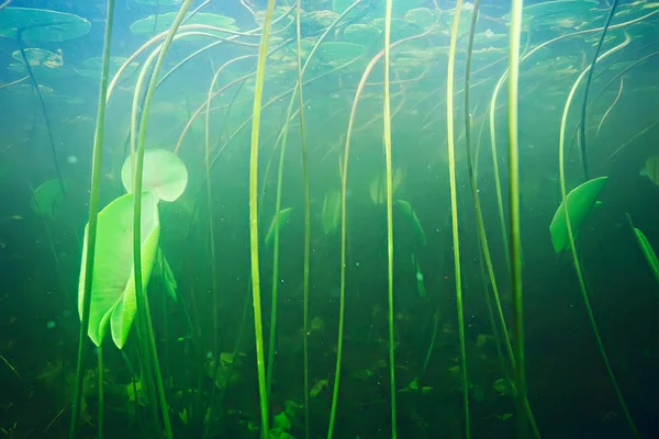 deniz altındaki yeşil yosun