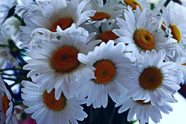 Piękny Bukiet Chamomiles Pola Świeży Kwiat — Zdjęcie stockowe