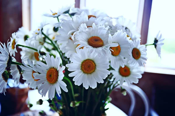 Belo Buquê Camomilas Campo Flores Frescas Verão — Fotografia de Stock