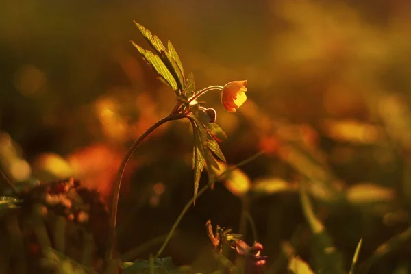 Solnedgången Vild Blomma Växer Skog Natur Makro Bakgrund — Stockfoto