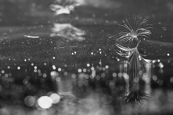 gri arka plan, closeup karahindiba tohumları kuru 