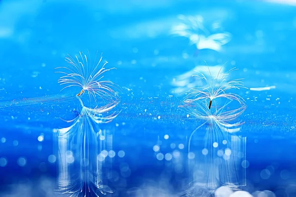 Dry Dandelion Seeds Blue Background Closeup — Stock Photo, Image