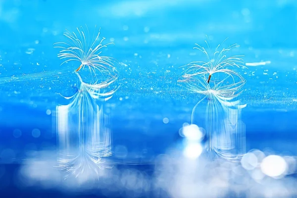 karahindiba paraşüt tohumlar üzerinde açık mavi renkli kuru. Yaz doğa duvar kağıdı 