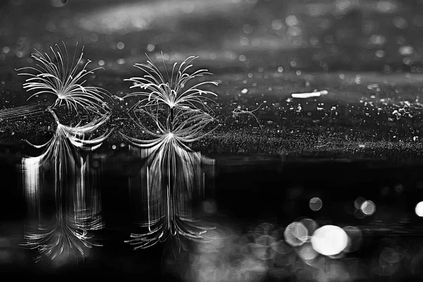 karahindiba paraşüt tohumlar koyu arka plan üzerinde kuru. Yaz doğa duvar kağıdı 