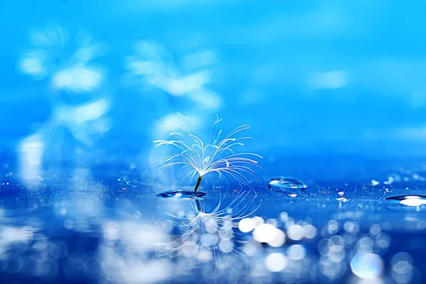 Dry Dandelion Parachute Seed Light Blue Background Summer Nature Wallpaper — Stock Photo, Image