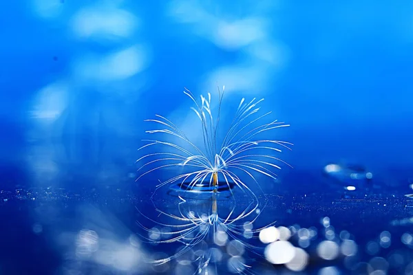 Semillas Paracaídas Diente León Seco Sobre Fondo Azul Claro Fondo — Foto de Stock