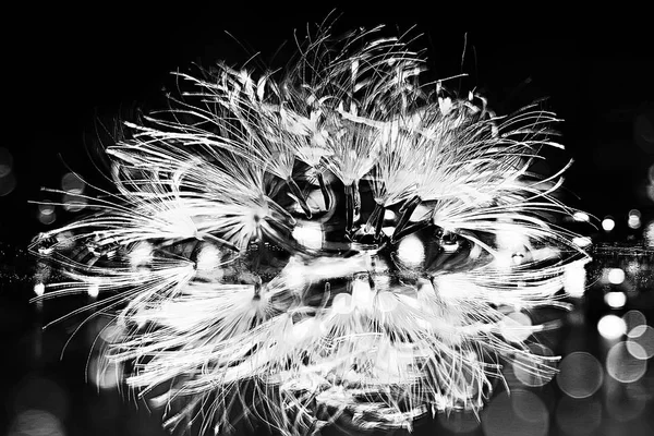 karahindiba paraşüt tohumlar koyu arka plan üzerinde kuru. Yaz doğa duvar kağıdı 