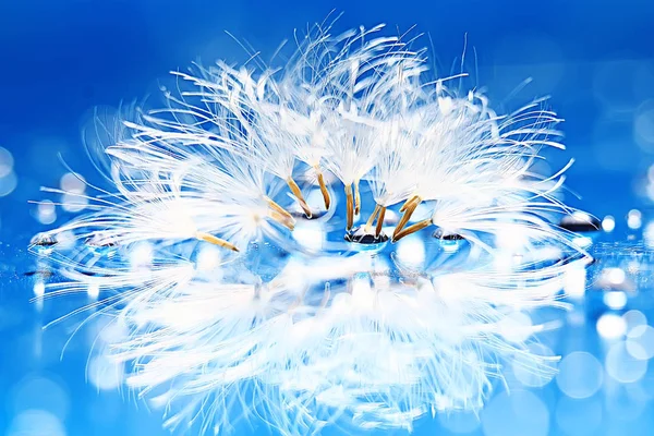 karahindiba paraşüt tohumlar üzerinde açık mavi renkli kuru. Yaz doğa duvar kağıdı 