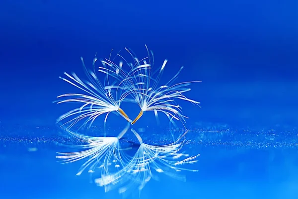 karahindiba paraşüt tohumlar üzerinde açık mavi renkli kuru. Yaz doğa duvar kağıdı 